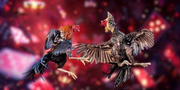 da-ga-alo789-chien-ke